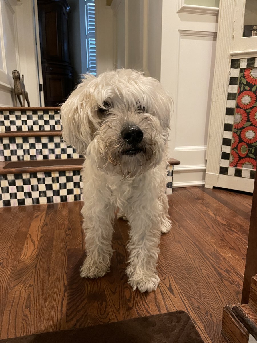 joepatane's tweet photo. This beauty is officially 14 years young today! 🥰 Wishing you and yours health &amp; happiness for the coming holidays! ☃️ https://t.co/znlUCpMqak