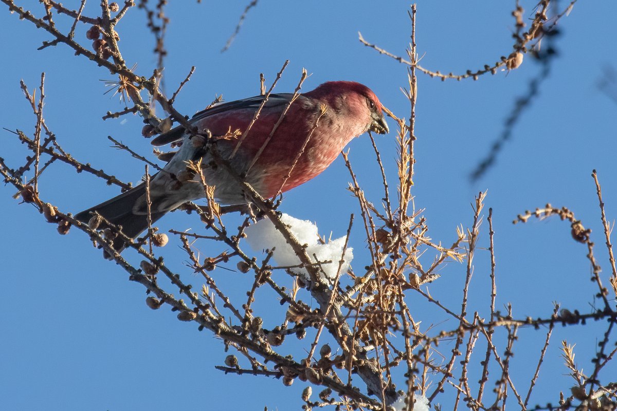 Pine grosbeaks are winter visitors in my home province of Saskatchewan. They are robin-sized and travel around in groups foraging for seeds. I know they *do* come down to the ground sometimes but I always see them waaaayyy up there (female on the left, male on the right)