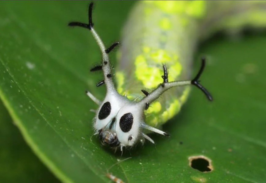 hilo de bichitos bonitos pq me apetece pt.2

el hollow knight (Herora marathus, oruga)