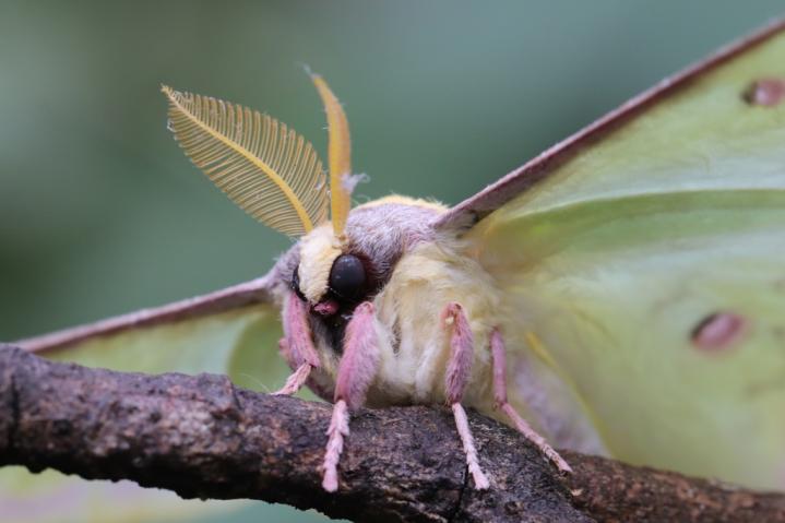 polilla luna china (Actias dubernardi)