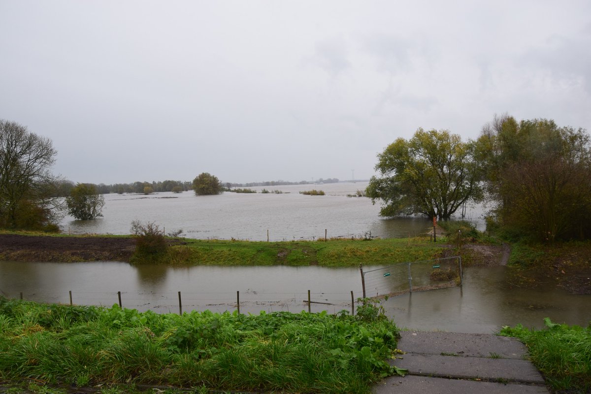 VANLTCW's tweet photo. Het water in de grote rivieren stijgt. Hoe kan het ook anders. Dus onze runderen en paarden naar de hoogwatervluchtplaats. https://t.co/ZY80VQvqc0
