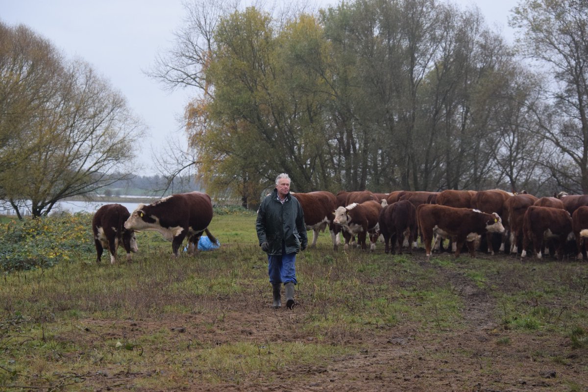 VANLTCW's tweet photo. Het water in de grote rivieren stijgt. Hoe kan het ook anders. Dus onze runderen en paarden naar de hoogwatervluchtplaats. https://t.co/ZY80VQvqc0