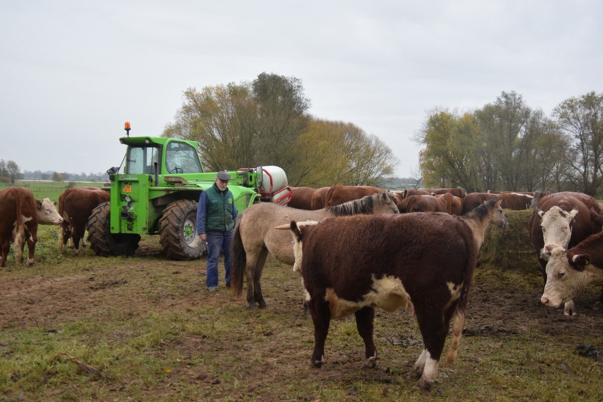 Het water in de grote rivieren stijgt. Hoe kan het ook anders. Dus onze runderen en paarden naar de hoogwatervluchtplaats.