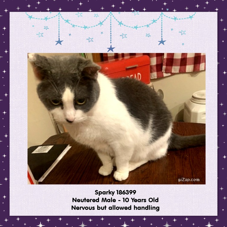 LOVE_CATS_ONE's tweet photo. SENIOR ALERT 🆘🆘 Sparky 10 yo 💔😿🙏
Staten Island Center ID 186399 🆘🆘🆘🆘🆘

Poor Sparky was dumped by his owner because they are moving and not able to bring him with them 💔😿🙏

Sparky is a 10 yr old male cat who was nervous but allowed all handling. 

Please help Sparky today, rt or pledge if you can 🙏 Thank you
