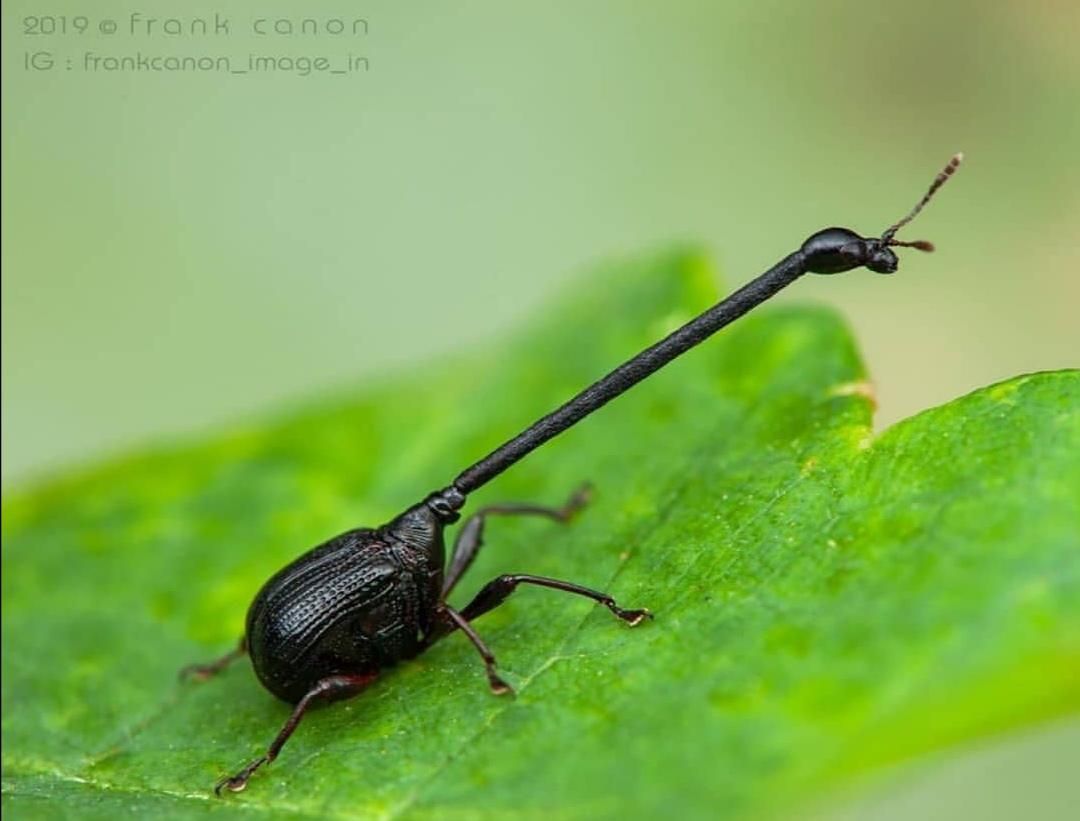 q majo (Attelabidae sp.)