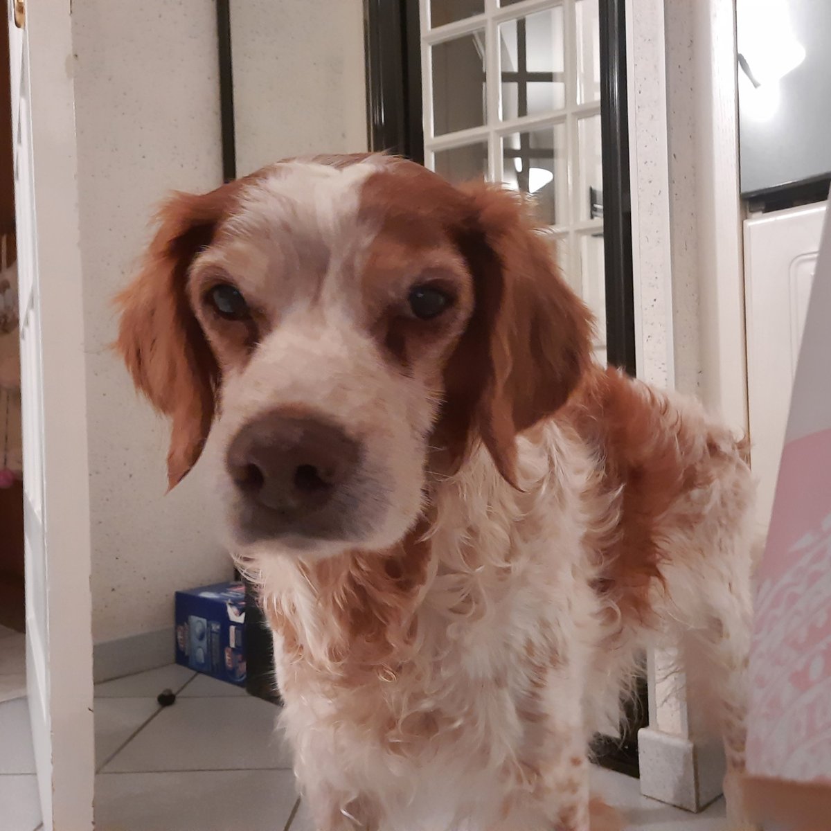 Apollon🌟&Artémis&Hulk tweet media