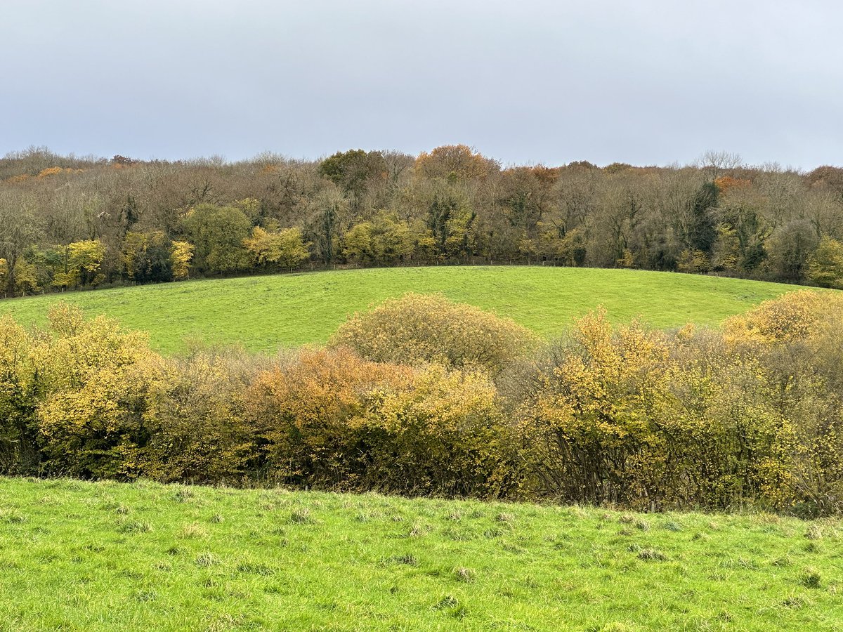 My walk today…a circular walk Steeraway, Limekiln Woods, New Works with a very good friend and the dogs. #Telford #Shropshire