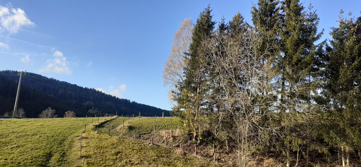 frauhasenklee's tweet image. Sehr mild heute im #Spätherbst.
Heute Morgen waren unsere Felder beim Jostalbach überschwemmt, was sich aber wieder zurückgezogen hat. Man genießt jetzt den Sonnenschein direkt.