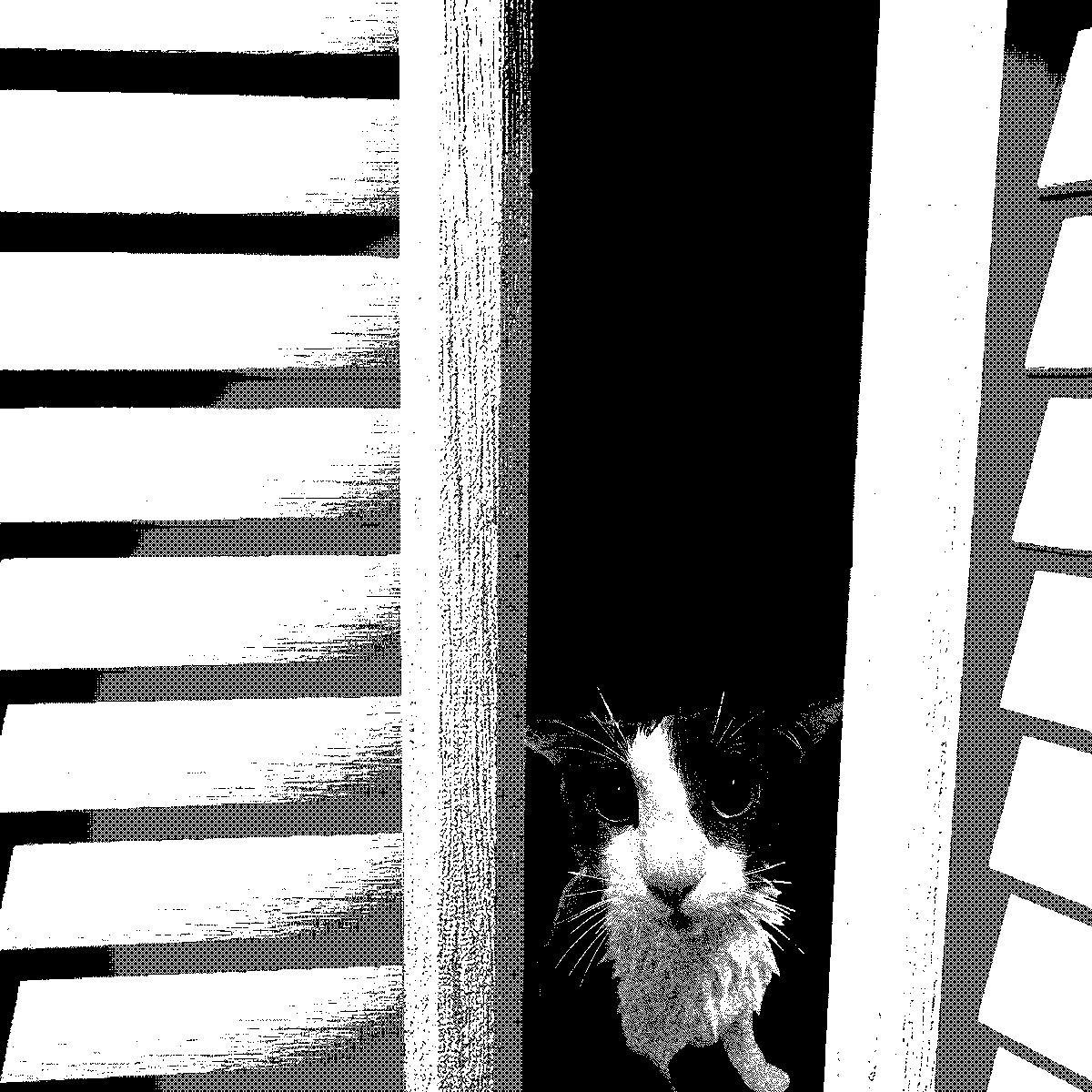 soggy cat (@ssoggycat) on Twitter photo 