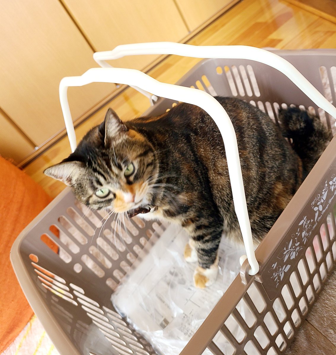 wankocream's tweet photo. 裏庭に遊びに来ていた野良猫にゃん🐱
保護から1年で後ろを着いて歩くめちゃくちゃ甘えん坊さんになりました✨✨
#保護猫   #保護猫と暮らそう   #猫好きさんと繋がりたい https://t.co/nuaIJht1ye