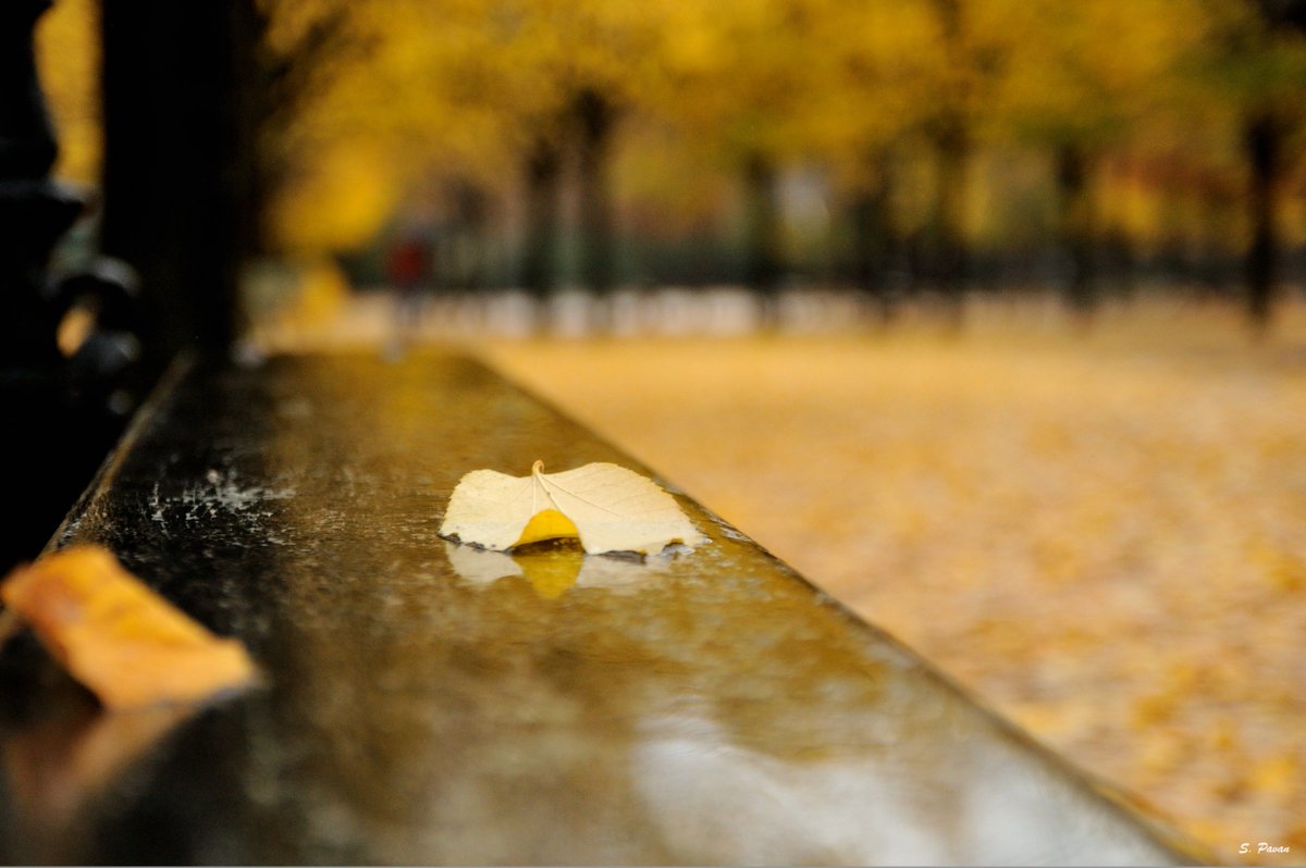 Cinquante nuances de jaune
Tapis de feuilles
Le ciel aussi pleure

2e essai de photo-Haiku.

#NaturePhotography #Automne #JardinDuLuxembourg #ThePhotoHour