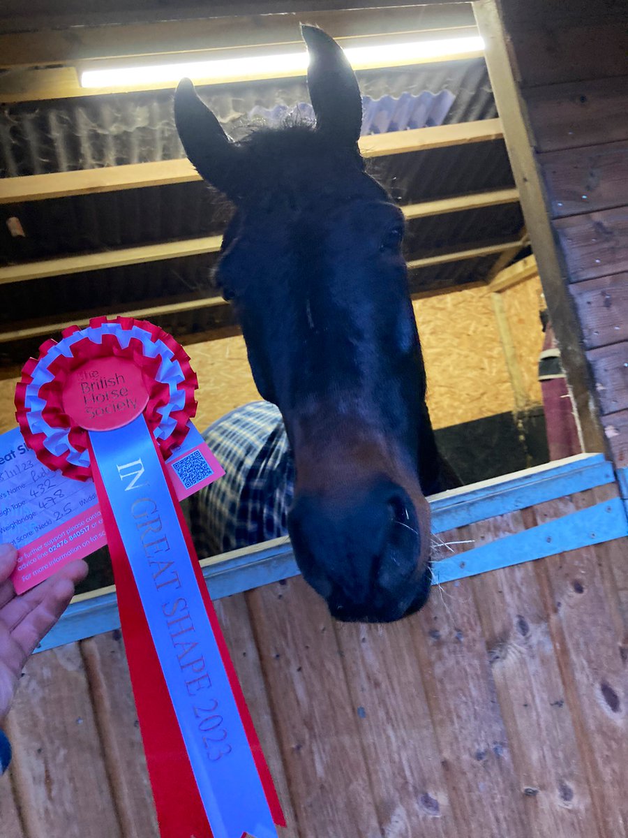 wardlee__'s tweet photo. @BritishHorse Weigh in day yesterday ⚖️ 

Rudy is #ingreatshape thanks to @BlueChipFeed #fedonbluechip https://t.co/IumbNQZBZ0