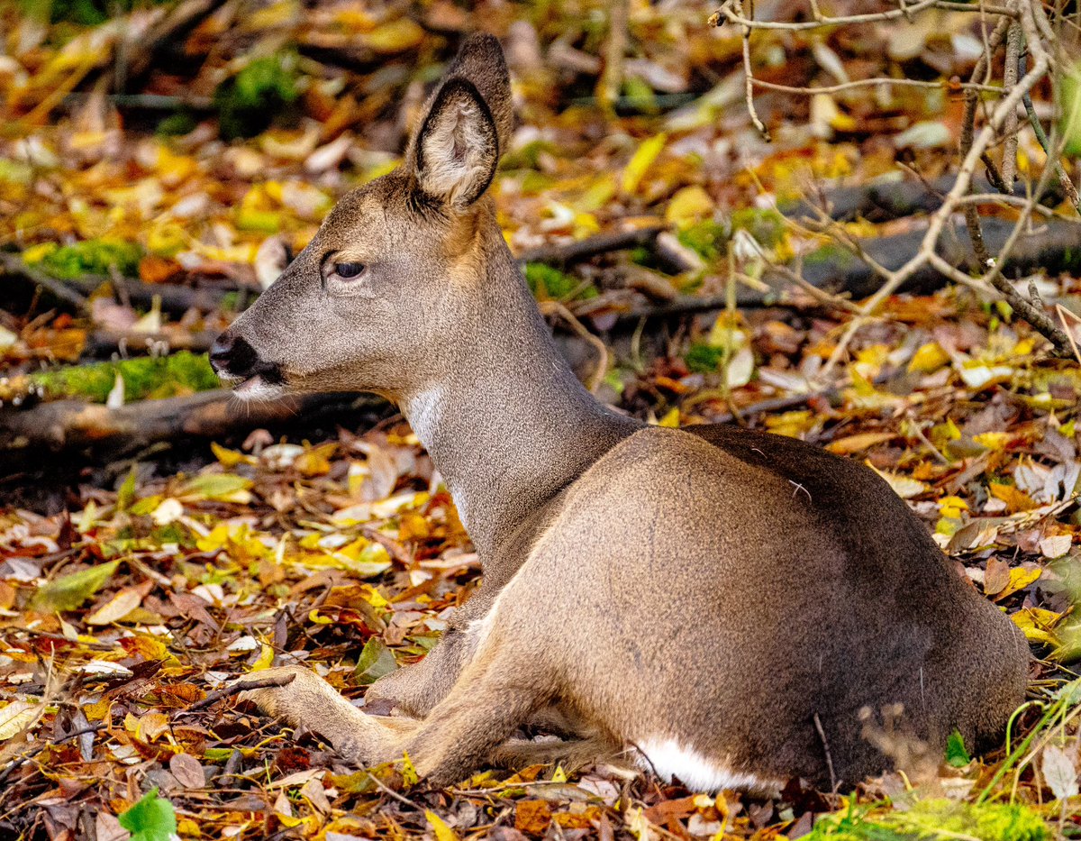 📸 Wildlife of the Southside 🦌