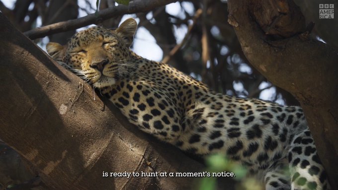 To succeed on these equatorial grasslands of Brazil, leopards must be adaptable and sometimes brave.<a href="/tag/planetearth3"class="tags"><span>#planetearth3</span></a>