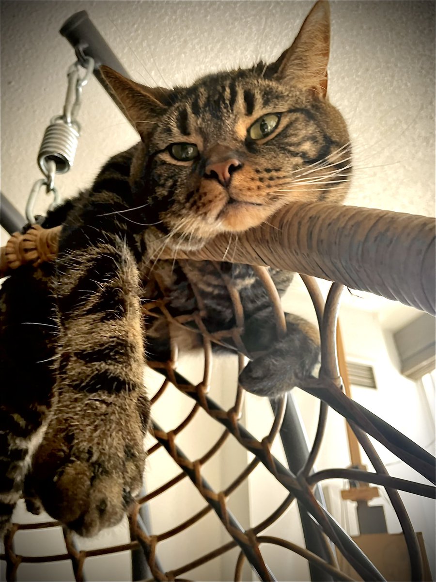 Kitty Nut House tweet media