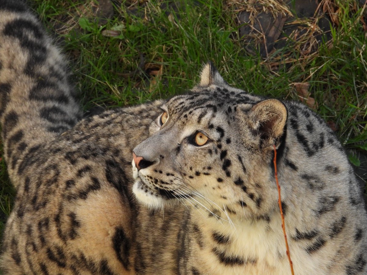 WelshMountainZo's tweet photo. Did you know that Snow leopards have powerful legs and are excellent jumpers? 🐾

👉 They can leap as far as 50 ft, using their long tails for balance! 😄

#SnowLeopards #FunFacts #OurCats #SupportingConservation #WelshMountainZoo #NationalZooOfWales #Eryri360 #TenTop https://t.co/sHWvSOMxQg