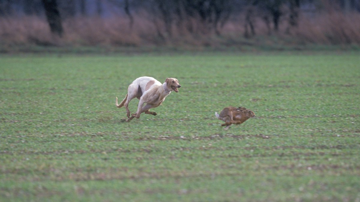This week we convicted a hare courser of trespassing in pursuit of game (brown hares) with lurcher type dogs.  

It's only been illegal for 192 years!

Brian FURY from Luton was fined £1818.00 - the highest fine we have seen in Bedfordshire for hare coursing to date!