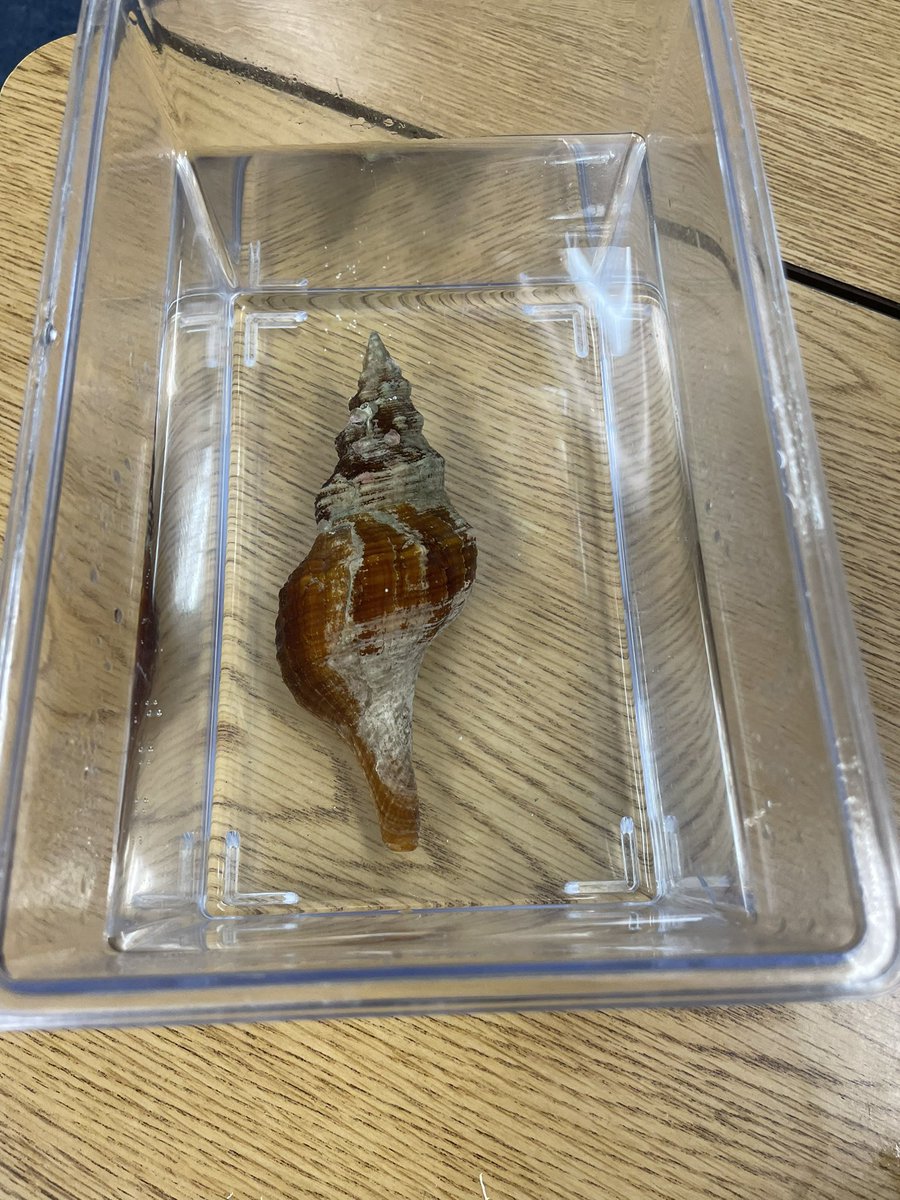 Thank you <a href="/ShellMuseum/">Bailey-Matthews National Shell Museum</a> for teaching <a href="/LelyLionsRoar/">Lely Elementary</a> kindergarteners all about mollusks on Thursday! 🐚 What better way to end school before fall break? <a href="/ccpssteam/">@CCPSSTEAM</a> <a href="/CollierScience/">Collier Science Dept</a>