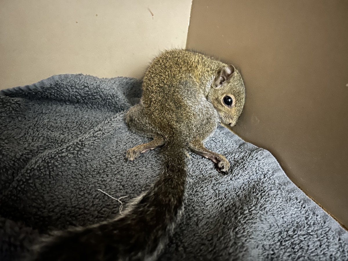 Alaqua Animal Refuge tweet media