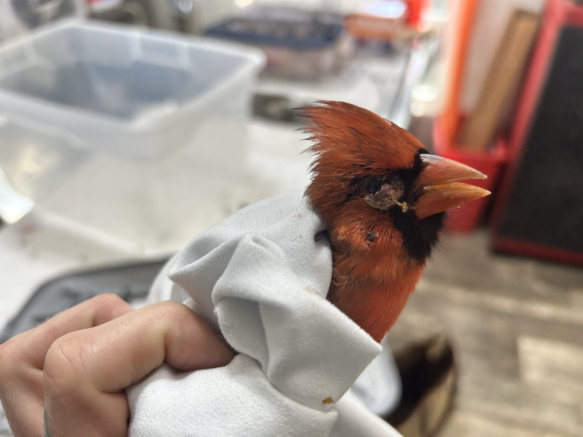 Alaqua Animal Refuge tweet media
