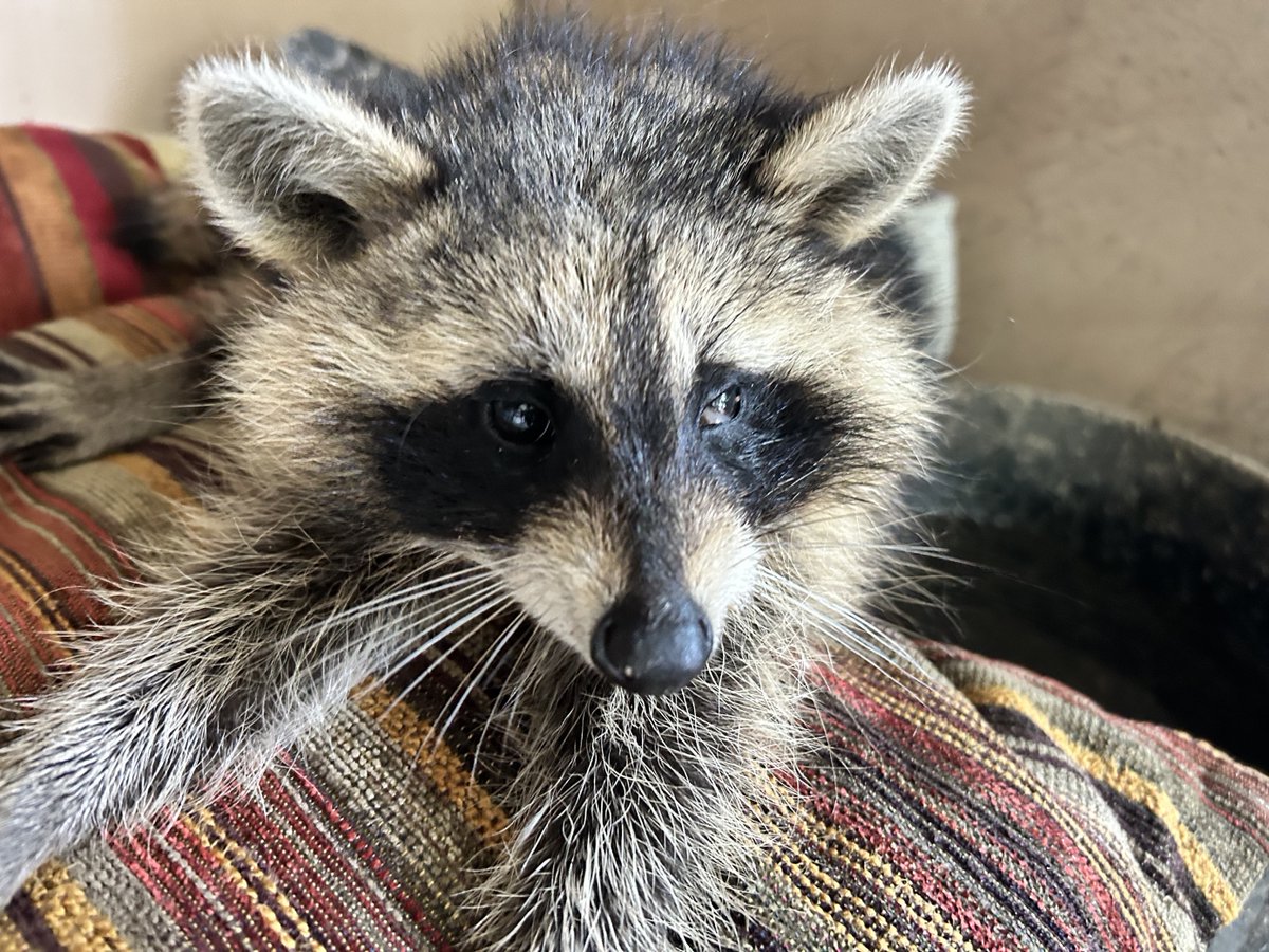 Alaqua Animal Refuge tweet media