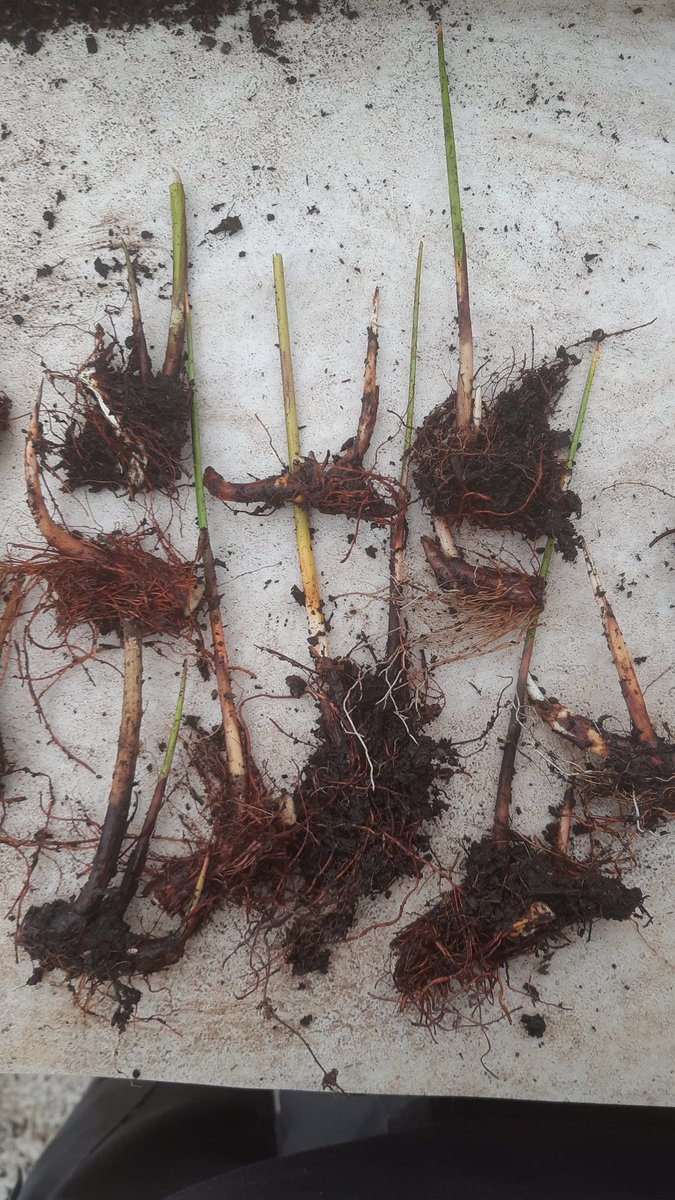 At the habitat creation nursery @NosterfieldLNR we often propagate a species using both seed and splitting. Here are some vigorous- looking splits of Grey Club-rush (Schoenoplectus tabernaemontani). These splits will be big enough to plant out next year.