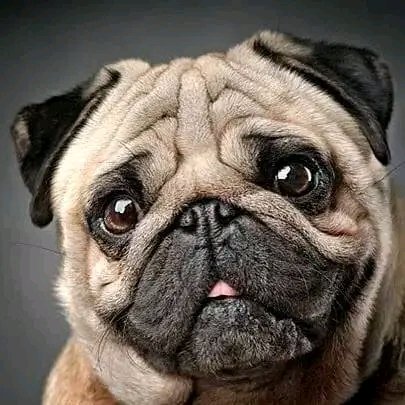 Pug_Lover_Fnds's tweet photo. Great photograph! โค๏ธ
#pugfashions #puglifemag #pugdog #pugloversclub #pug #puglove #pugdaily #pugpuppy #pugpuppies #pugday #pugdogworld #facebookpost #vairalphoto https://t.co/tMFEJCM2zf