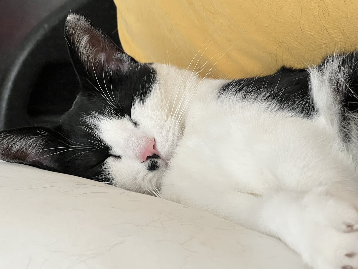 고양이의 기운을 받아가세요 ! 
오늘하루도 고생 많으셨습니다!