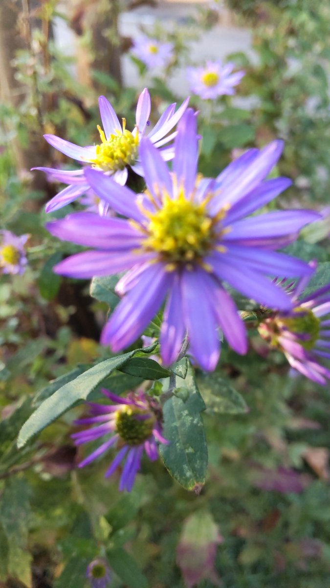 共同親権運動って、平気で傷つける言葉をあびせる人の集まりなんですか？あまりに幼稚で情けなく思いませんか？共同親権反対！！って言いたくなります。