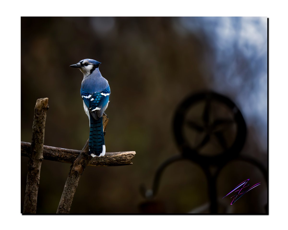 IntellectNebula's tweet photo. Show Off
Shot w/ @NikonUSA #ℤ9 | #NIKKOR S LENS 70mm-200mm 2.8-S | f/2.8 | 1/640s | ISO 2500 | 200mm
#ℤen #nikonnofilter #YourShotPhotographer #Nikon #Photography #outdoors #outdoorphotography #smallbusinessowner #CreatorsHour #IntellectualNebula #Explore #Adventure https://t.co/sgIsbvaBPQ