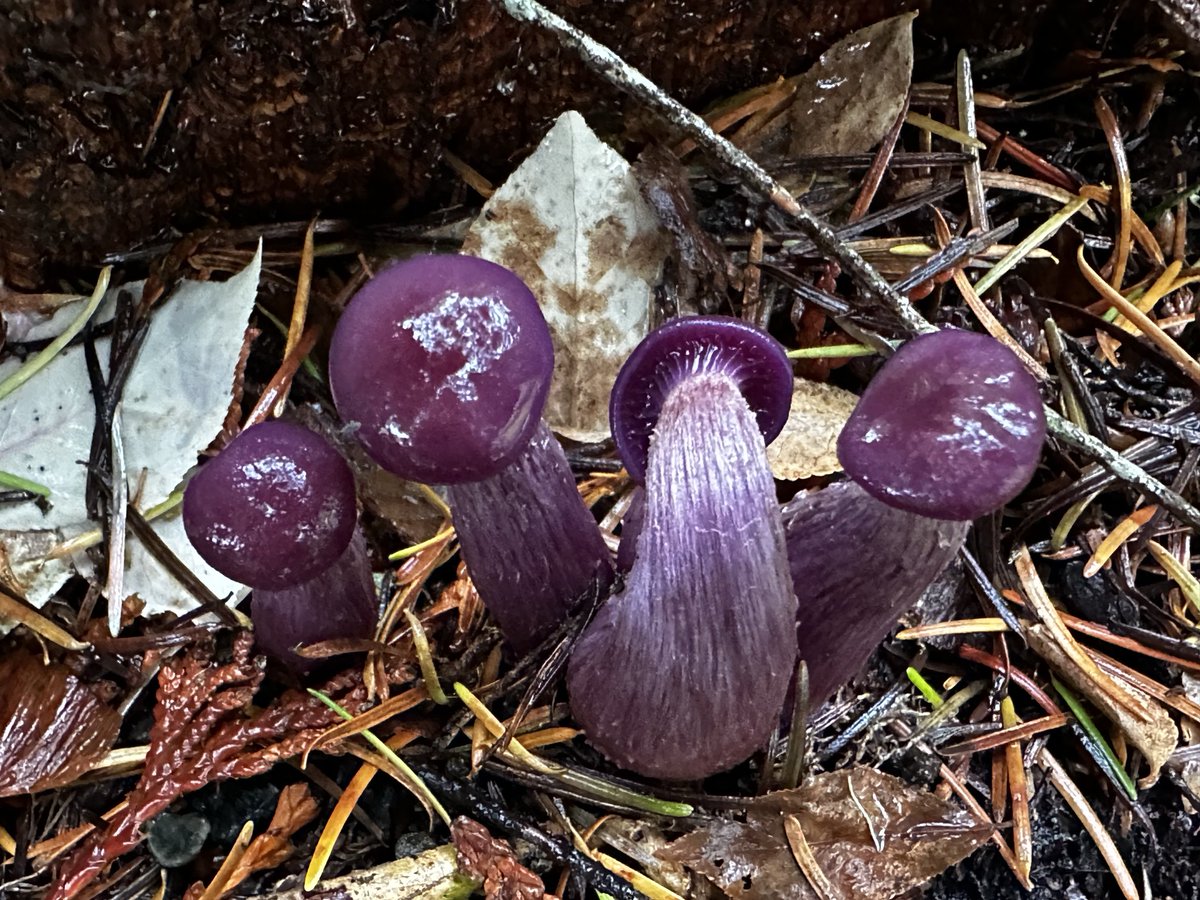 “You’ll go your way and I’ll go mine….” 🎶 🍄 🎼 🍄 🎵 🍄 🎶 🍄 🎼 🍄 🎵 🍄 -Bob Dylan #Mushroom #MushroomTwitter #Mushrooms #Mycology #MushroomHunter #MushroomHunting #Fungal #Fungi #Nature #NaturePhotography