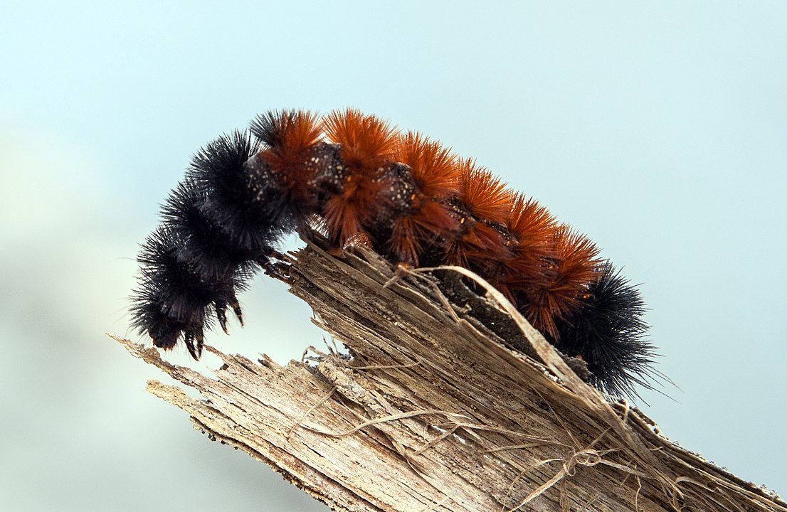 In American folklore the Woolly Bear caterpillar is used to foretell the weather. The caterpillars are covered in black and brown furry stripes. If the black stripes are wider than the brown, the winter will be cold. If the brown is wider, the winter will be mild. #FolkloreSunday