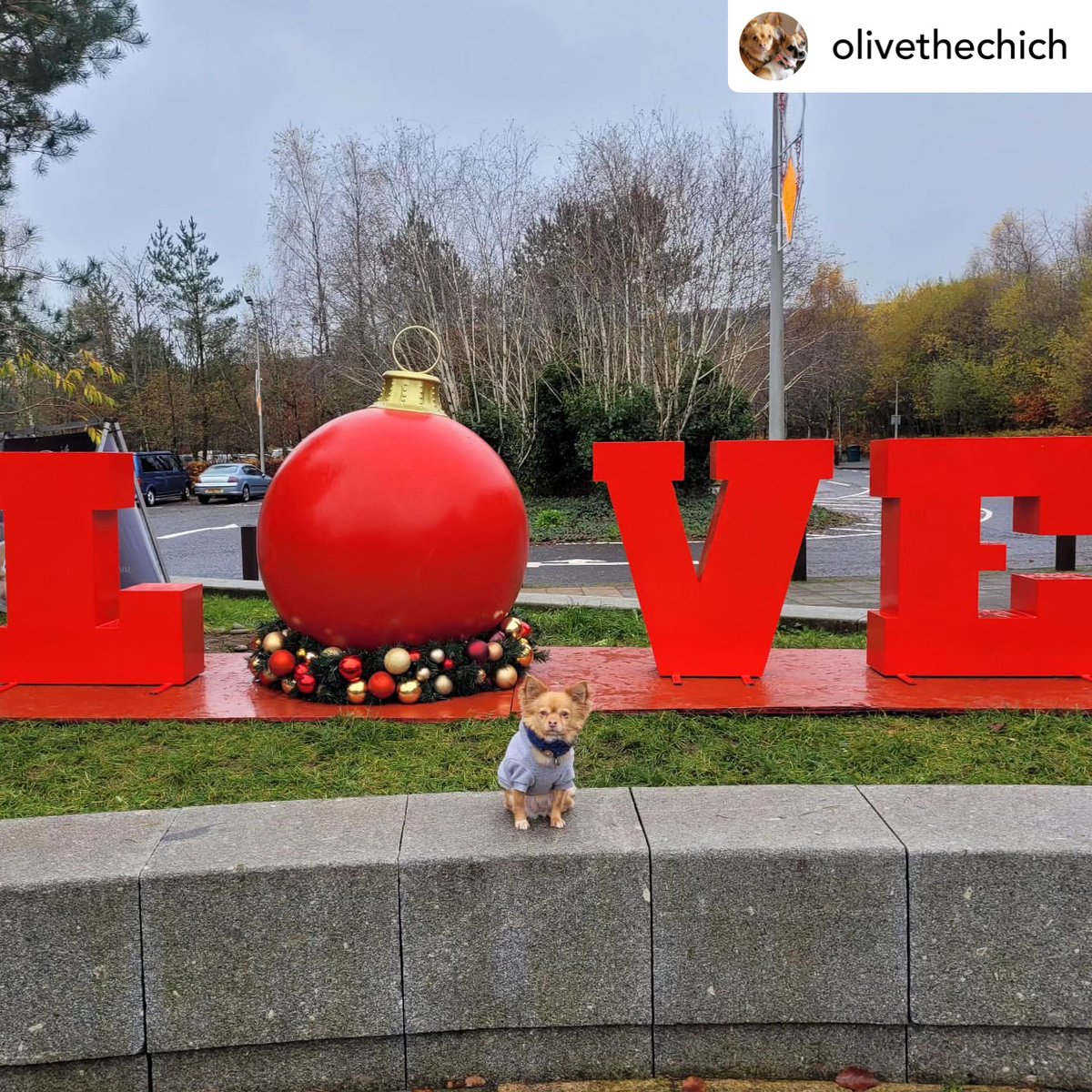 lochlomondshore's tweet photo. Looks like everyone is making the most of our #selfiestyle #christmasdecorations 🐶❤️

Be sure to tag us in all your pics 📲@lochlomondshores

Thanks to @olivethechich for this great pic 👏

#lochlomondshores https://t.co/eqUHcXqpwW