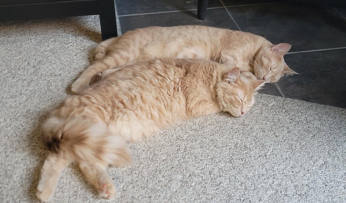 Happy Snugglebug Sunday from Bonded Brothers Jaq and Gus!

Jaq and Gus are 7 months old and must be adopted together! As you can see these two are quite the affectionate pair! They enjoy snoozing together, playing tag, and making new fur-iends! 

#bondedbrothers #safeteamkitty
