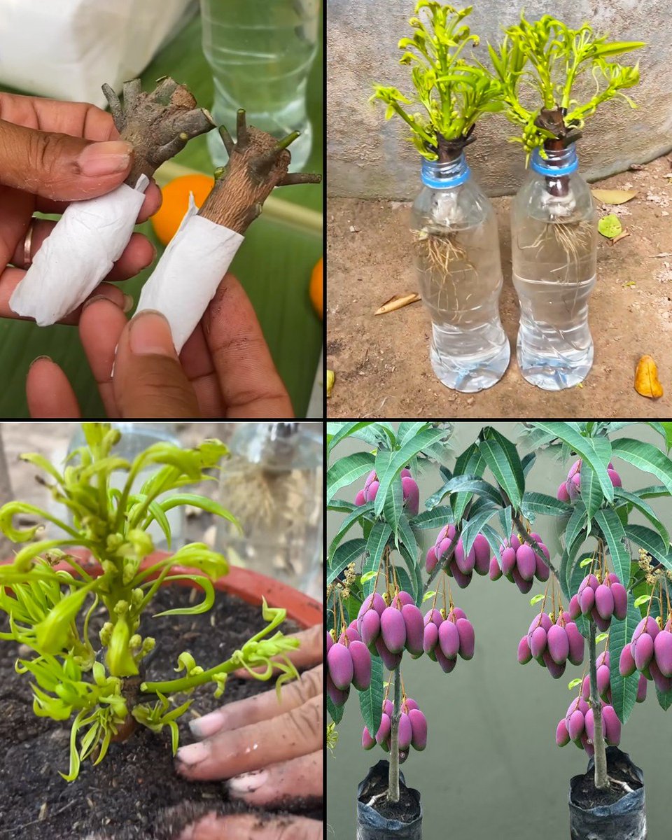 WorldlyHQ's tweet photo. How to Grow Mango Trees from Cuttings in Water. https://t.co/XUQOB93b0A