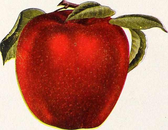 It was thought that if an apple tree blossomed out of season it foretold misfortune. #dailyfolklore