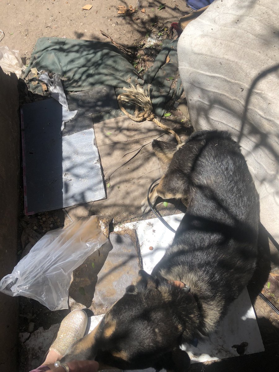 Miren como adelgazo horrible busca hogar súper buena me hablan Uds han visto fotos de ella es hermosa