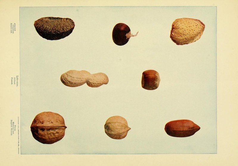 Lots of nuts on the trees in autumn was thought to indicate that there would be lots of babies in spring. #dailyfolklore