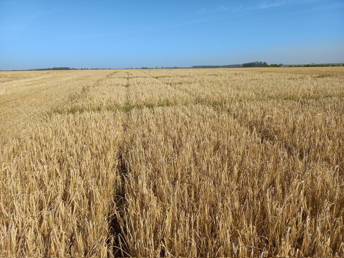 ialbanese_uy's tweet photo. La zafra es la zafra.. Domingo de Cosecha de ensayos de cultivos de invierno junto a @servaguruguay y el equipo de @Maisor_Agro
Se verá si las diferentes prácticas #Wuxal repercuten en Rinde y/o Calidad de grano. https://t.co/06unfnKlJh