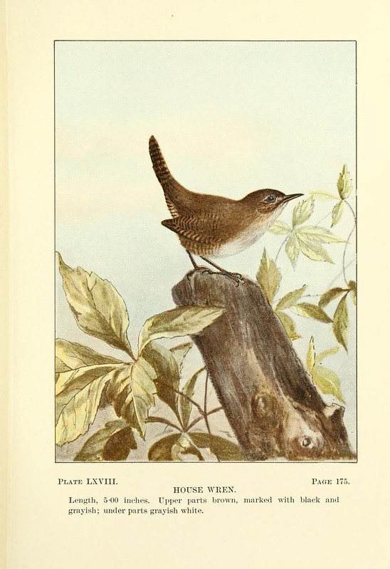 In Wales it was believed that if the weeds grew especially tall then it meant a hard winter was on the way. The explanation given was that this water nature’s way of ensuring the birds would be able to feed from the seeds even if the snow was thick. #dailyfolklore