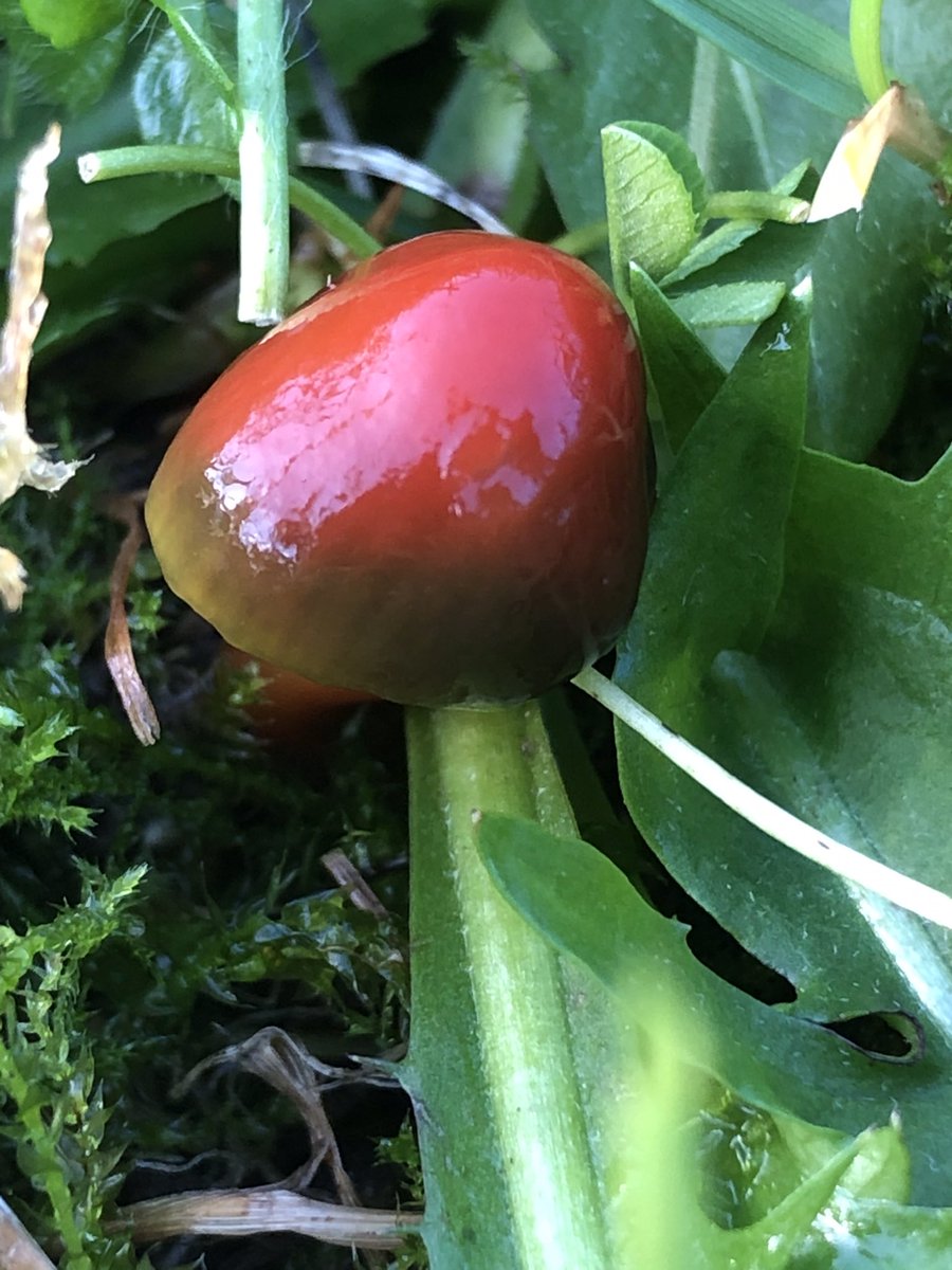 cat_frampton's tweet photo. Im so glad I looked up waxcaps, because just look!
The colours!
The difficulty in spotting them!
Their massively important ecological niche!
The excellent (and endless) #mycologists discussions about dna and spore size and gill attachment…
And, here’s the best bit… ⬇️ https://t.co/lDOyalMHNR