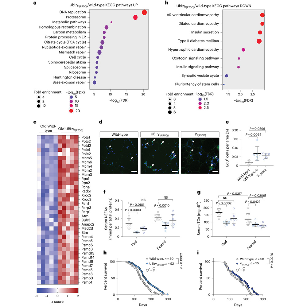 A study in <a href="/NatureAging/">Nature Aging</a> examines fasting in killifish and finds that older animals exhibit a metabolic shift resembling a fasting-like program, which is counteracted by boosting the activity of AMPKγ1, promoting health and longevity. go.nature.com/40Jj3Cx