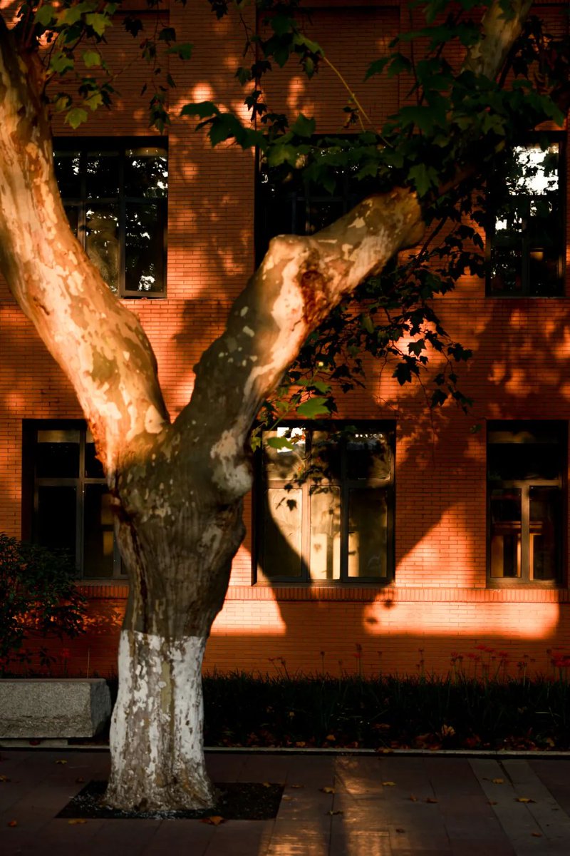 StudyatUSTC's tweet photo. As you wander through the campus, did you notice how the sunlight weaves its magic at USTC? The dance of light and shadow adds a touch of poetry to the vibrant tapestry of USTC's spirit.
#Campus #CampusView #CampusLife #StudyInChina #StudyAtUSTC #USTC #中国科学技术大学 #中科大 https://t.co/NolKCHtDpa