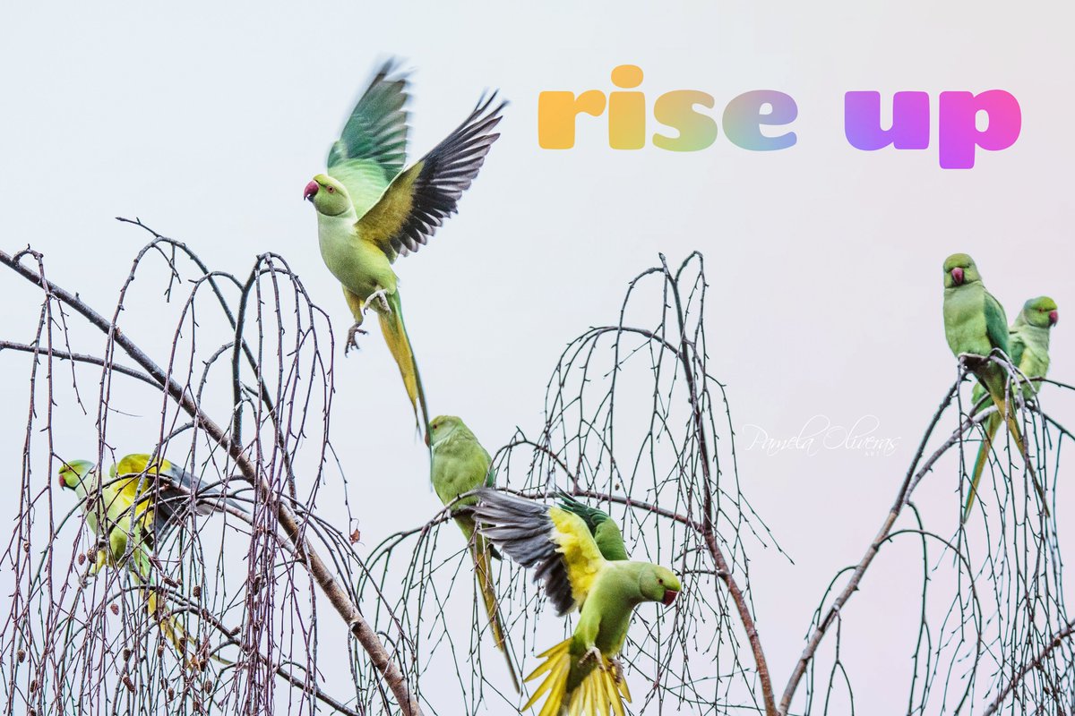 rise up #londonwildlife #birdphotography #riseup #pamelaoliverasart