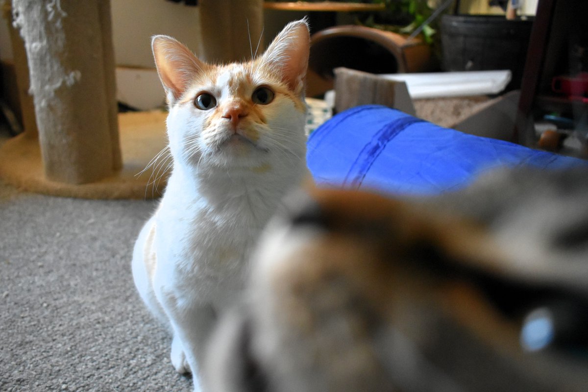 FartyCheddarCat's tweet photo. See da camra
Sit and pose
Get fotobummed
By Figgy's noz
#CheddarPoetry #Fotobum #DatNotNice #StillNoFin https://t.co/diSkH6VHE1