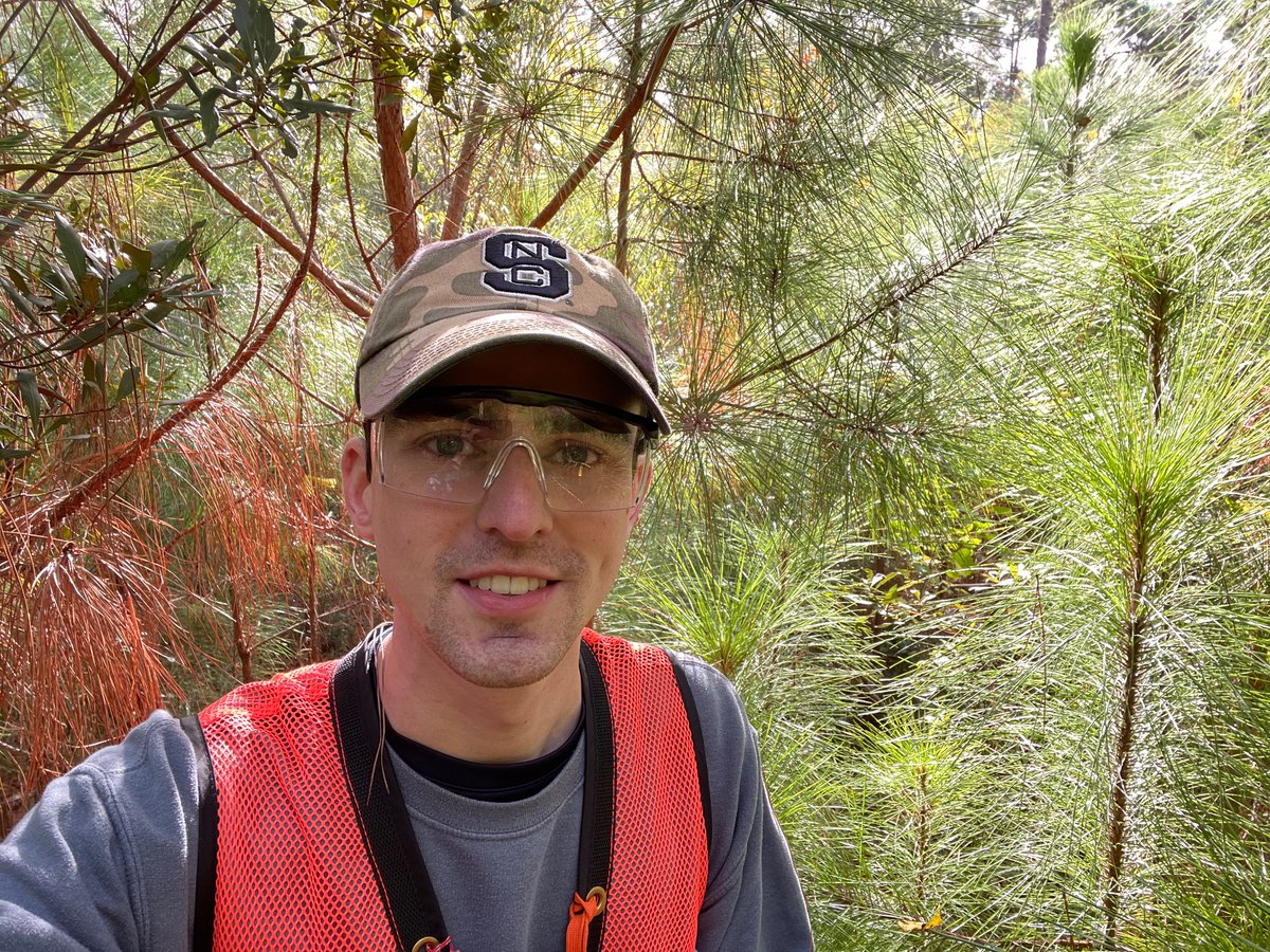 Pine sawfly larvae in action on slash pine in Beaufort County, South Carolina #foresthealth #forestentomology