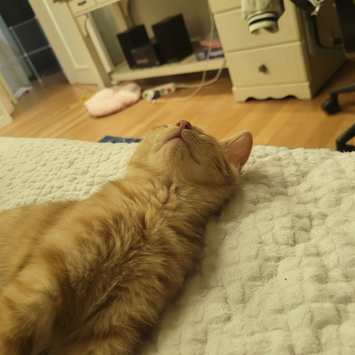 ephemeral_plz's tweet photo. 고양이 드리고 감 https://t.co/1EeVu6v2Pp