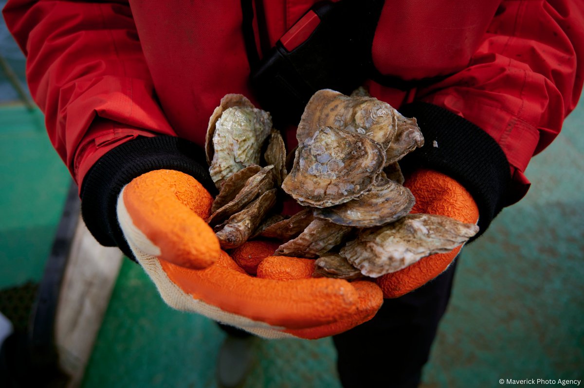 VOLUNTEERS WANTED: The team at @HeriotWattUni working on native oyster restoration in the Dornoch Firth are sneaking in one last volunteering day on campus. Gain new skills in biosecurity & learn more about restoration projects. Wed 22nd Nov 9am eventbrite.com/e/native-oyste…