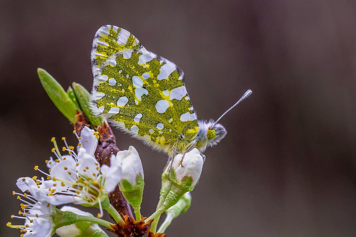 #haftanınkelebeği
Bu hafta bahar habercisi olan yaygın türlerimizden birisi ile karşınızdayız. Dağ Öyklosu'nu (Euchloe ausonia) ilkbaharın ilk ve son zamanlarında, Brassicaceae (Hardalgiller) üyelerinin olduğu habitatlarda görmek mümkün!
📸: Yener Şenok &amp; Erhan Yıldırım