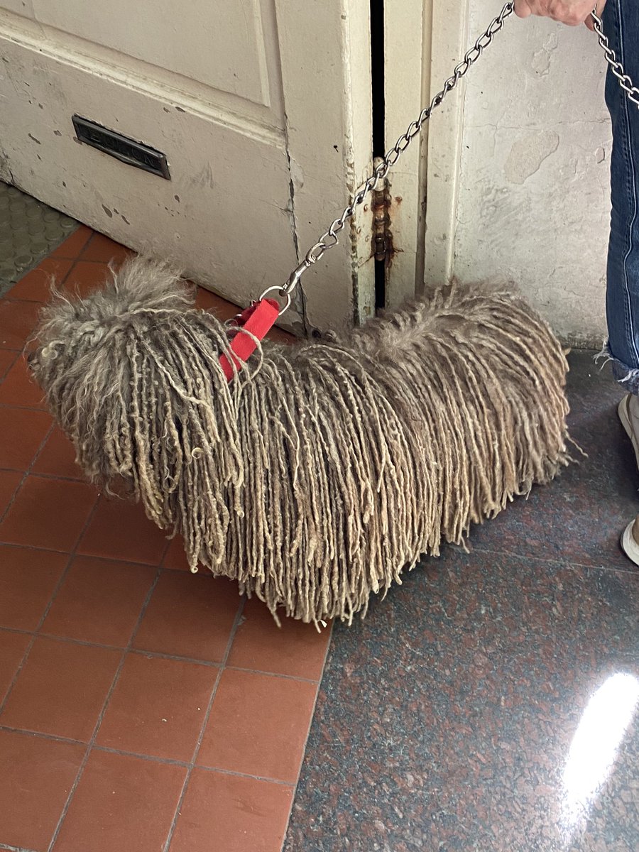 recontragus's tweet photo. fui a votar y me crucé con un perro MOPA https://t.co/E9ZtoZOBnv